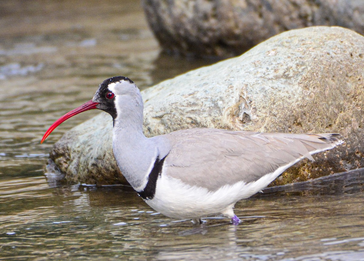 Bec-d'ibis tibétain - ML617913696