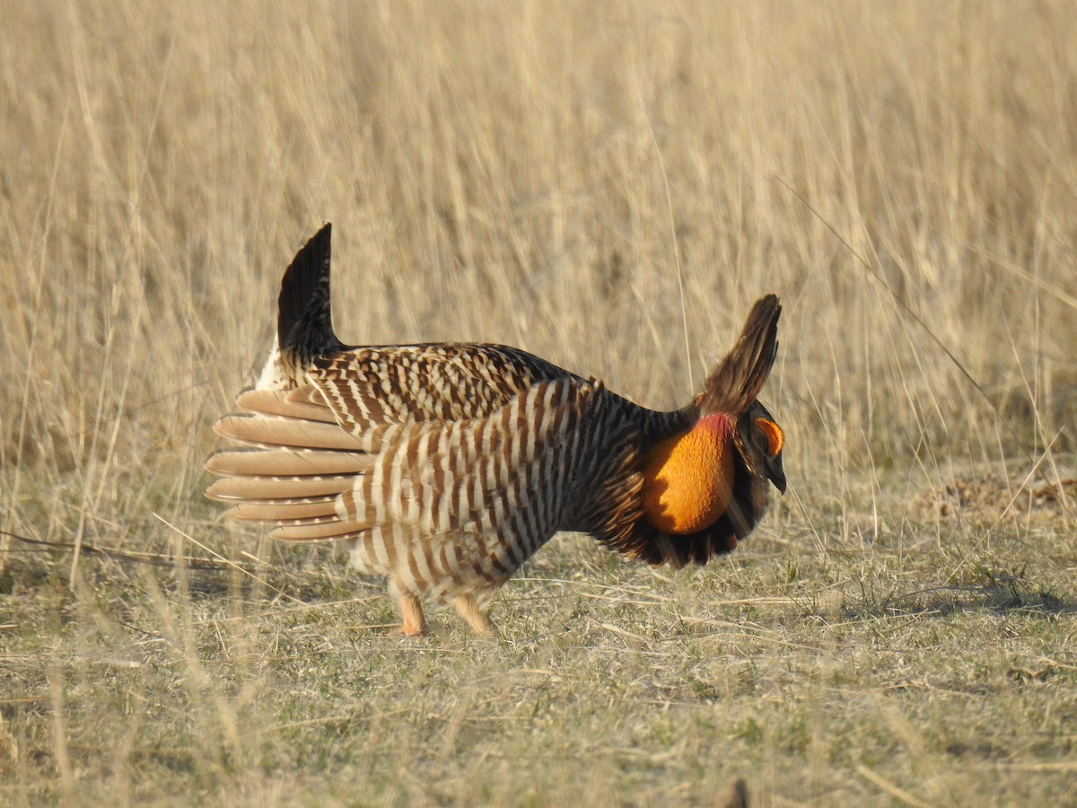 Greater/Lesser Prairie-Chicken - ML617913699