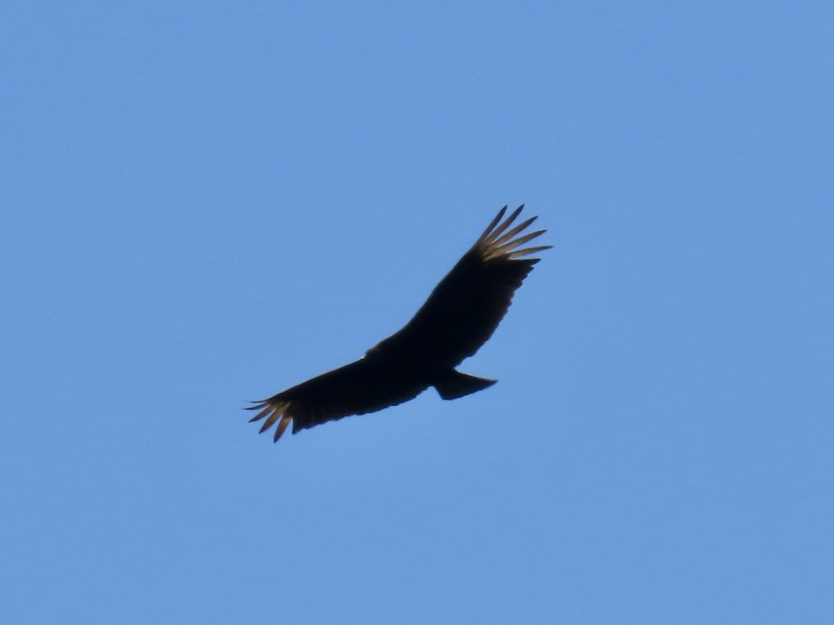 Black Vulture - ML617913734