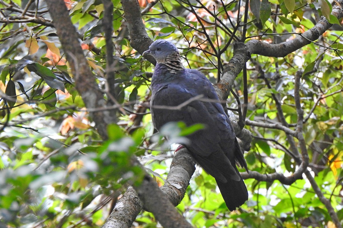 Ashy Wood-Pigeon - ML617913739