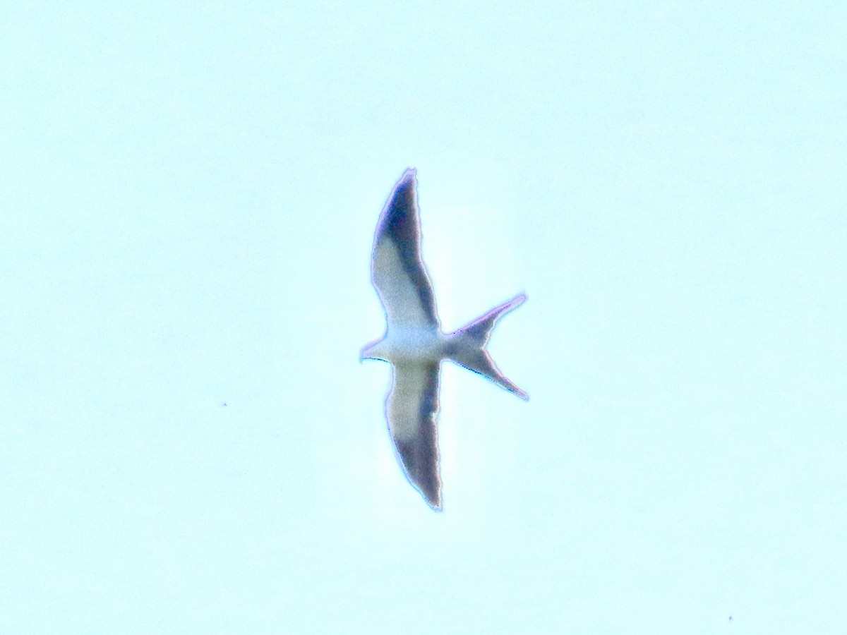 Swallow-tailed Kite - ML617913740
