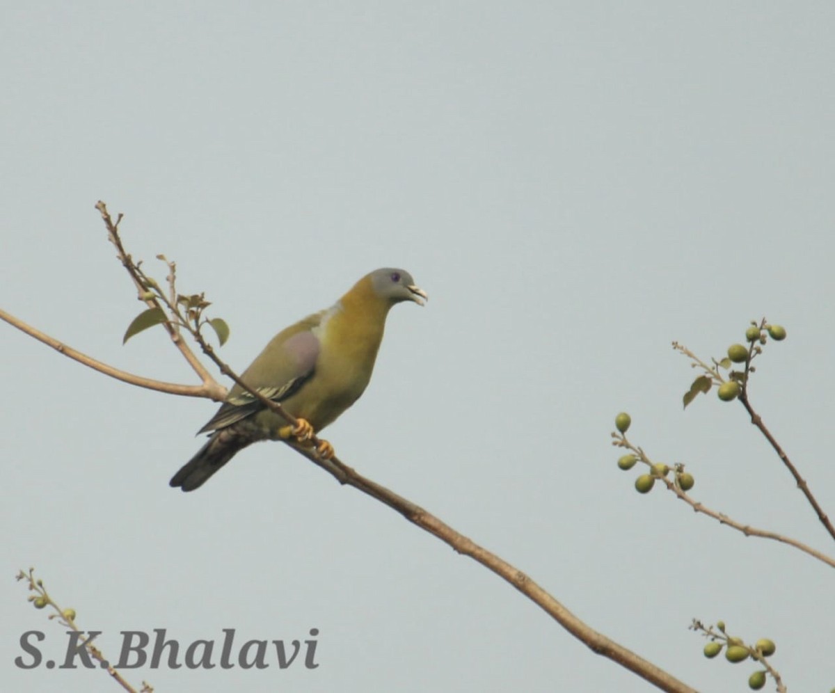 Yellow-footed Green-Pigeon - ML617913748