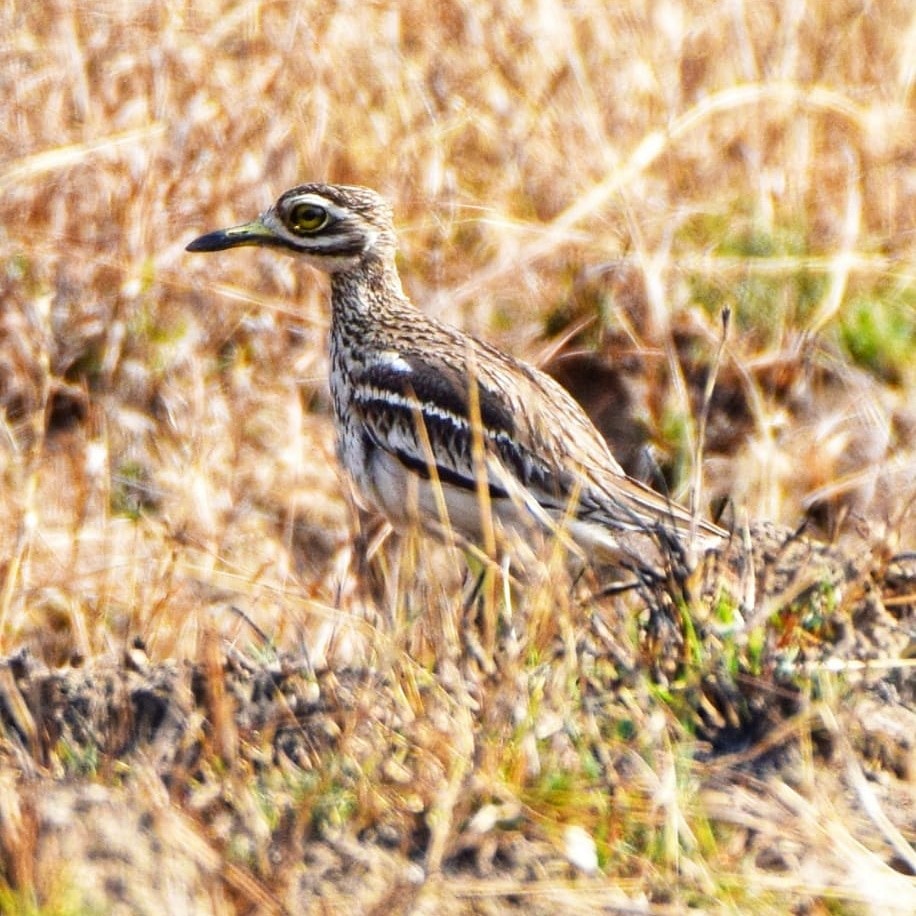 Indian Thick-knee - ML617913754