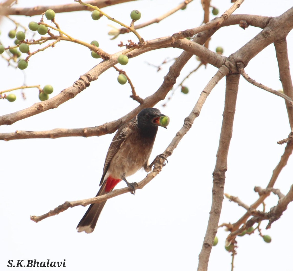 Red-vented Bulbul - ML617913766