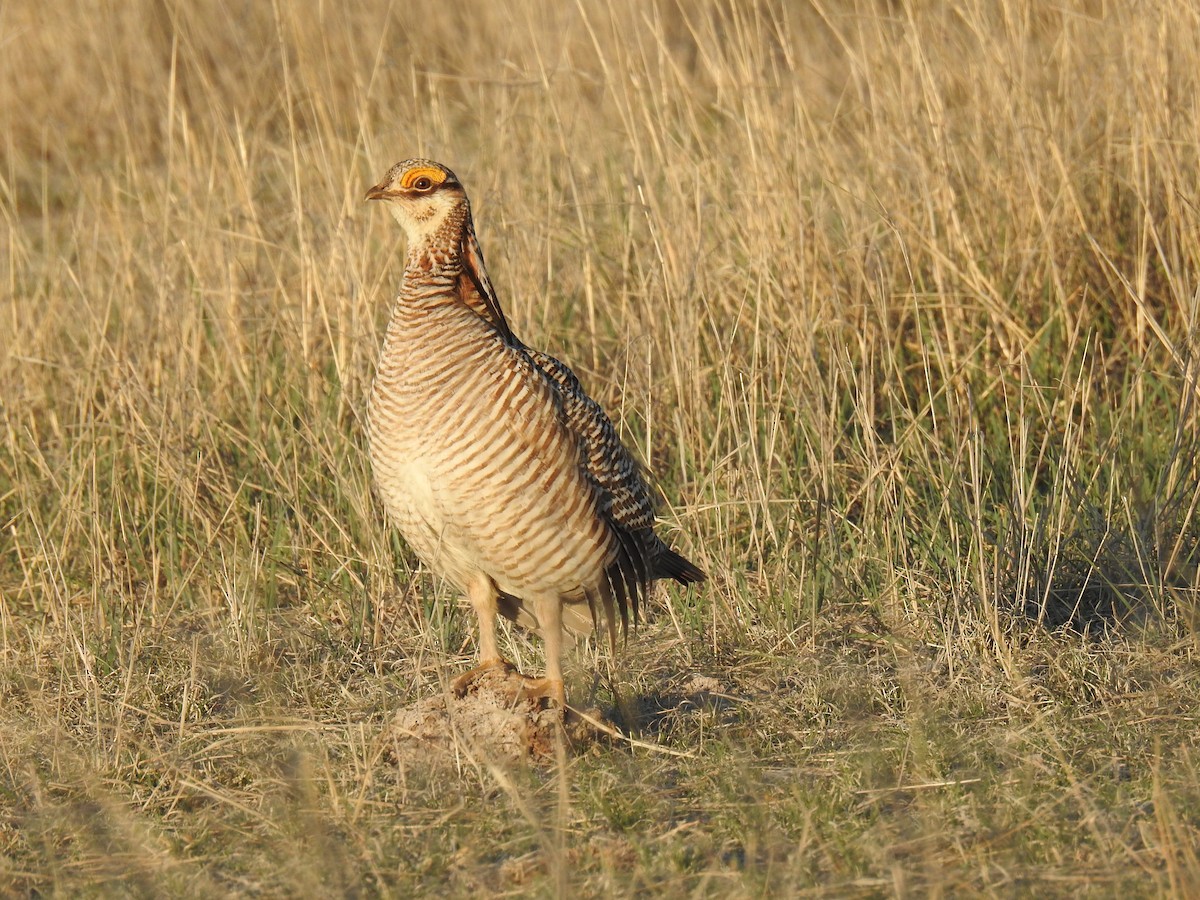 Lesser Prairie-Chicken - ML617913781