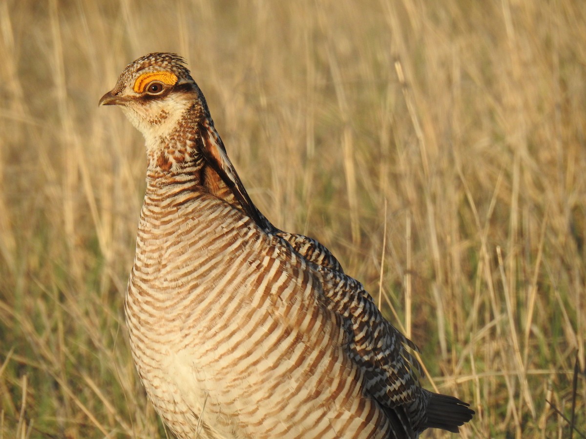 Lesser Prairie-Chicken - Phoenix Kwan