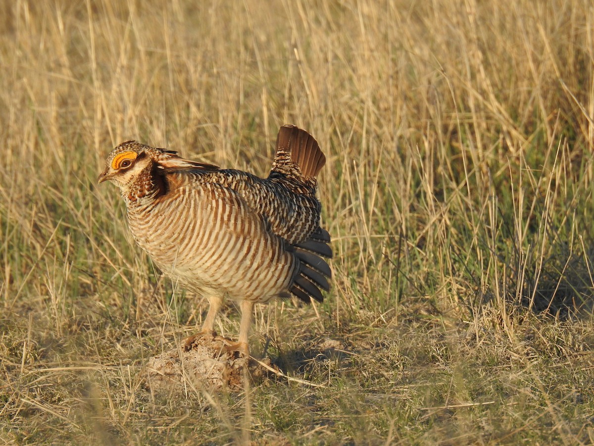 Lesser Prairie-Chicken - ML617913783