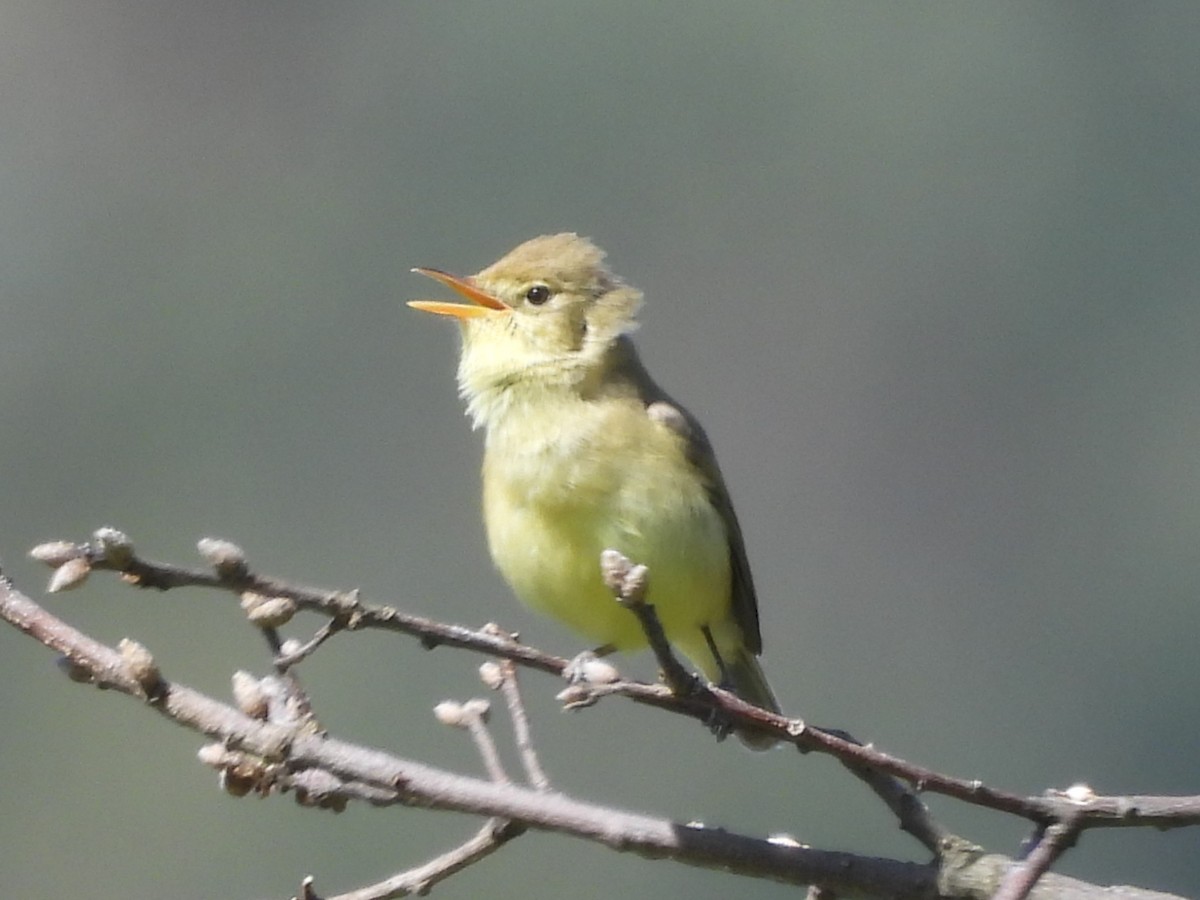 Melodious Warbler - ML617913812