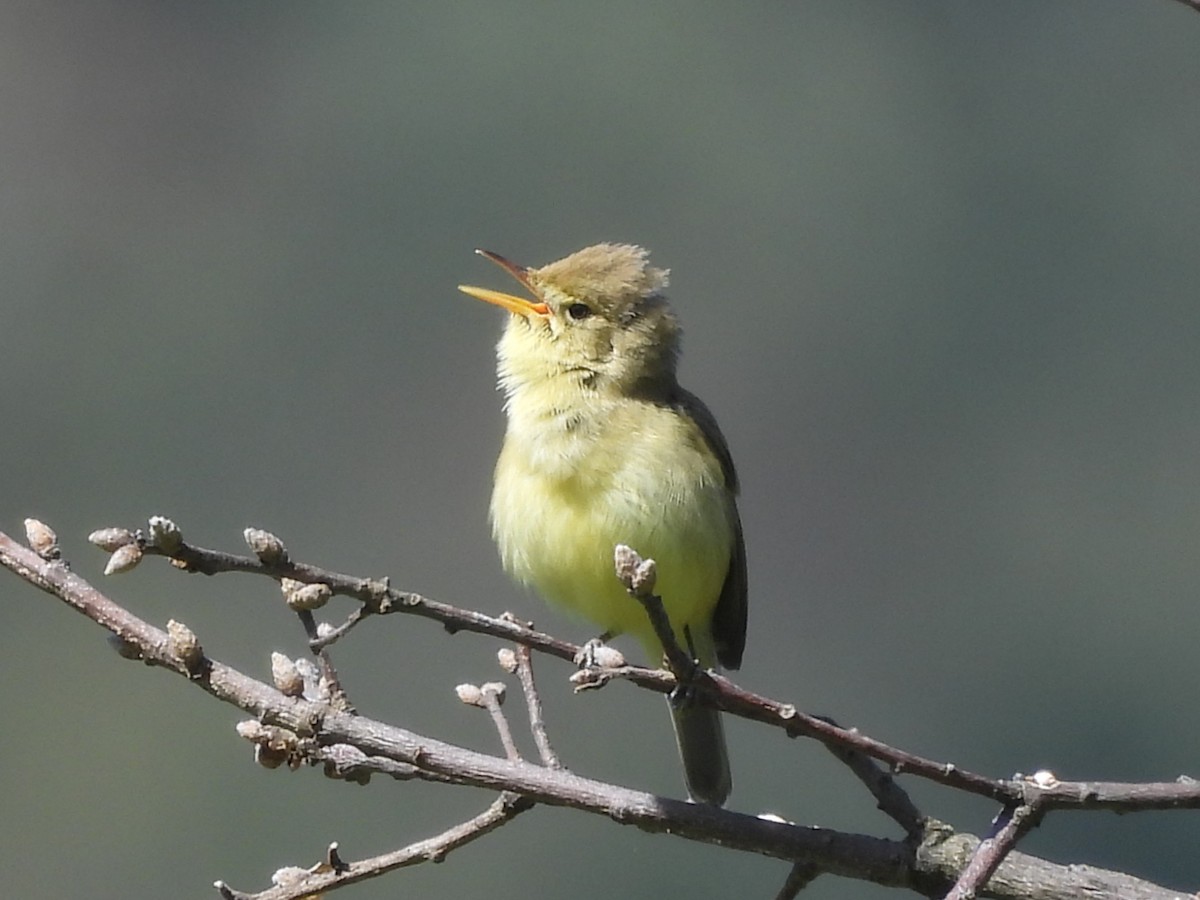 Melodious Warbler - ML617913813
