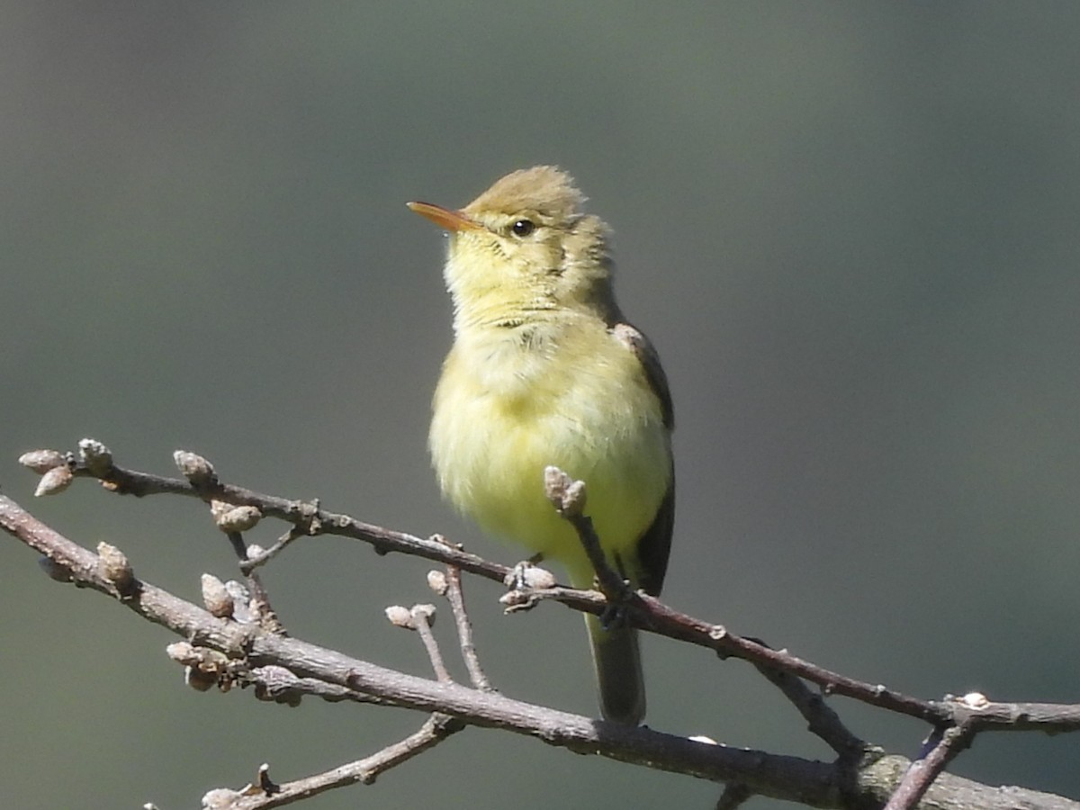Melodious Warbler - ML617913814