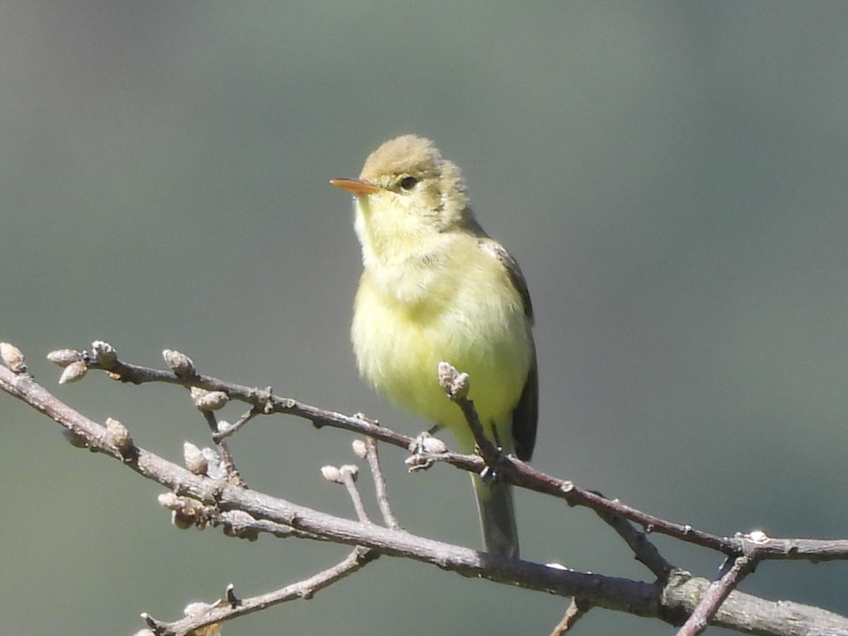 Melodious Warbler - ML617913815