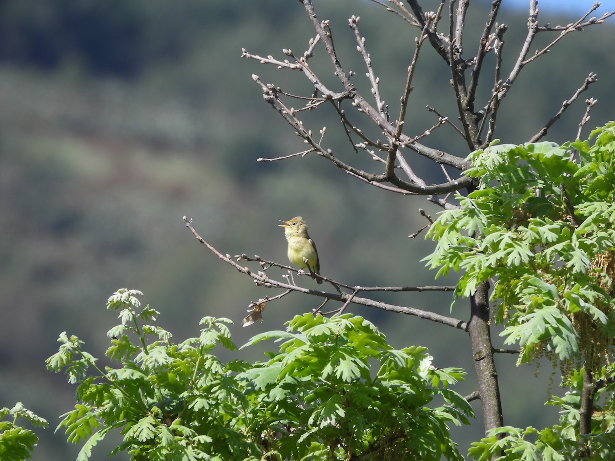 Melodious Warbler - ML617913816