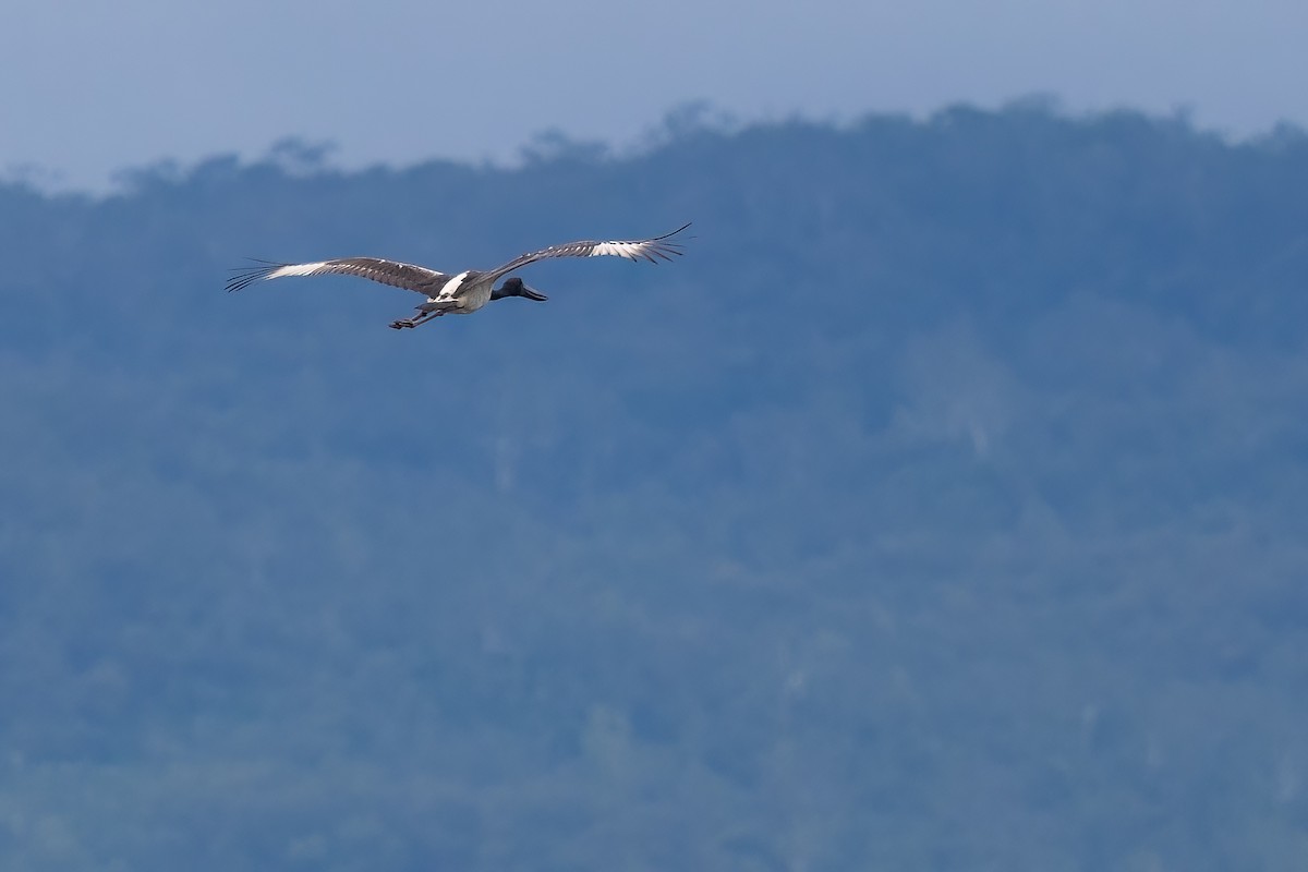 Black-necked Stork - ML617913877
