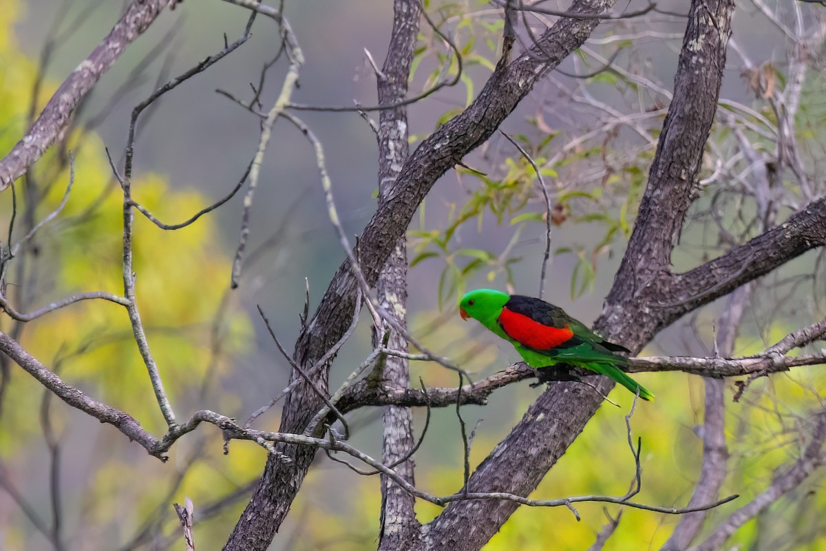 Red-winged Parrot - Jaap Velden