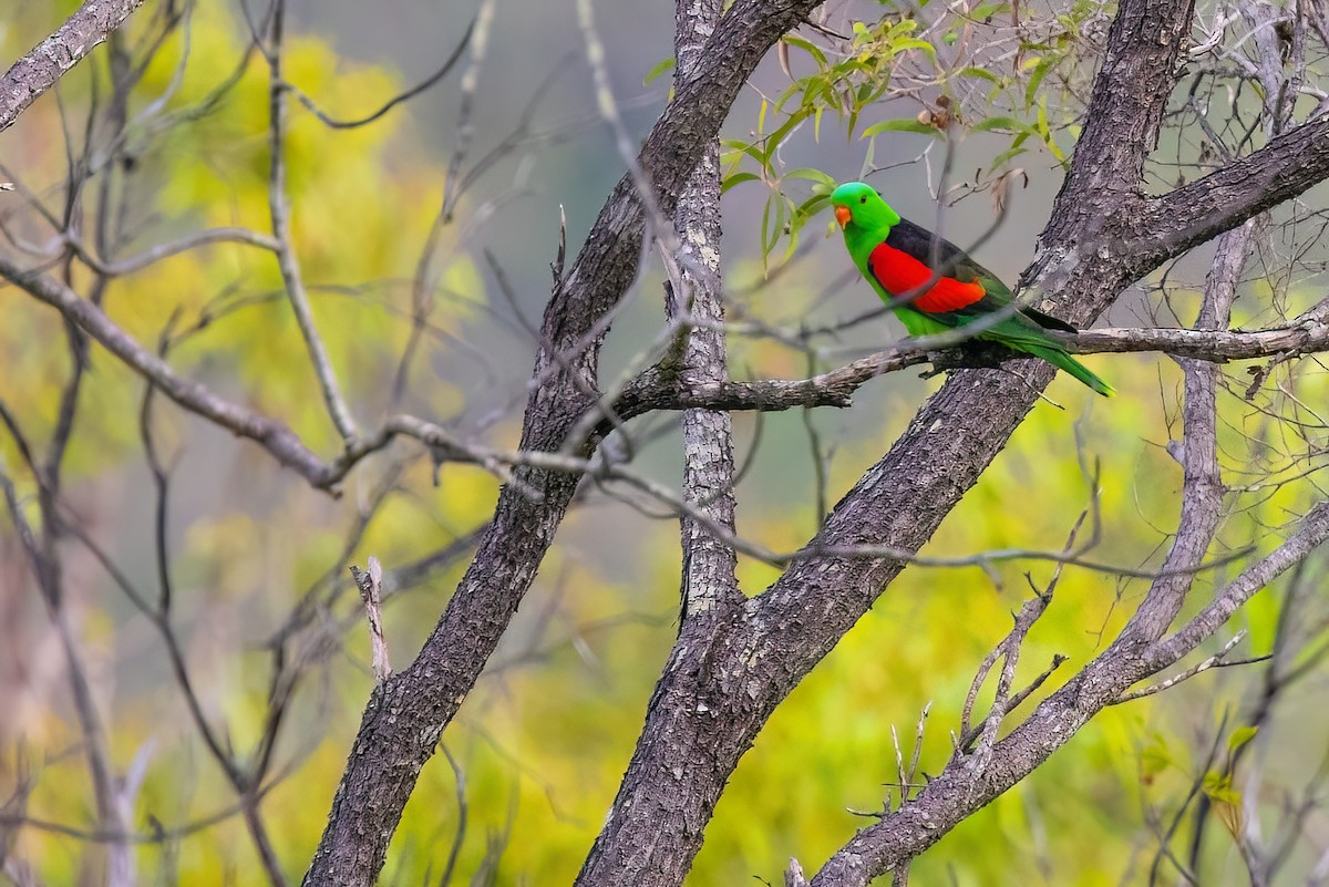 Папужець-червонокрил австралійський - ML617913899