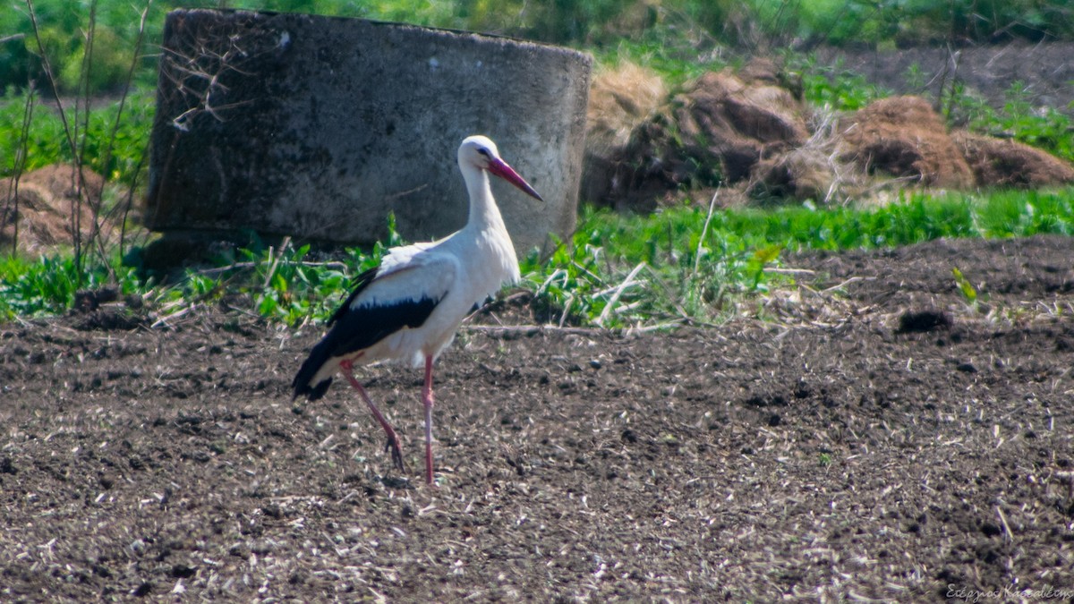 White Stork - Stergios Kassavetis
