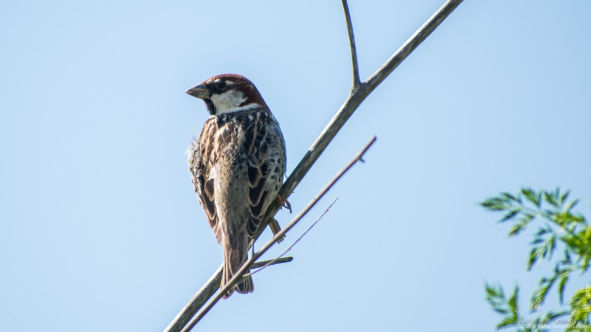Spanish Sparrow - Stergios Kassavetis