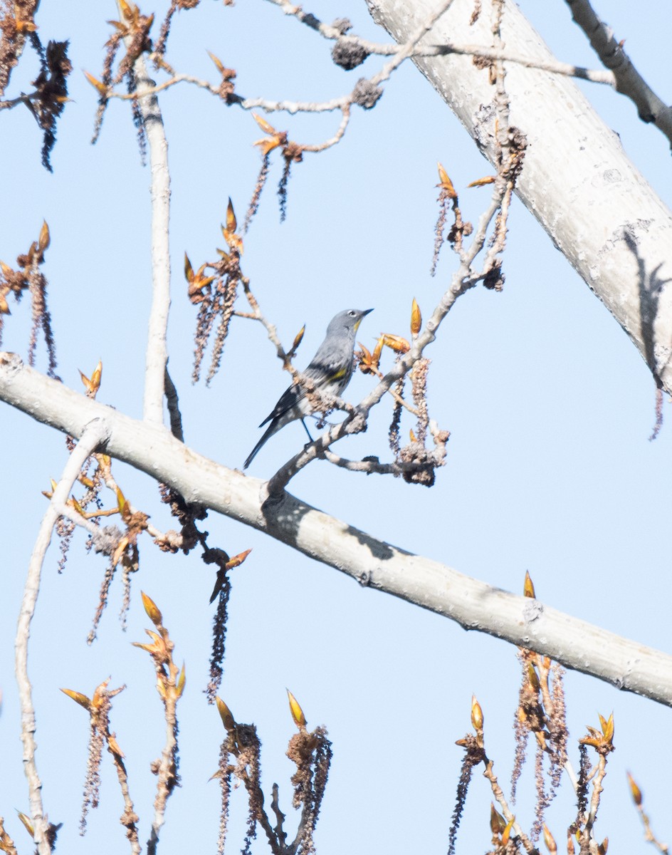 Yellow-rumped Warbler (Audubon's) - ML617914048