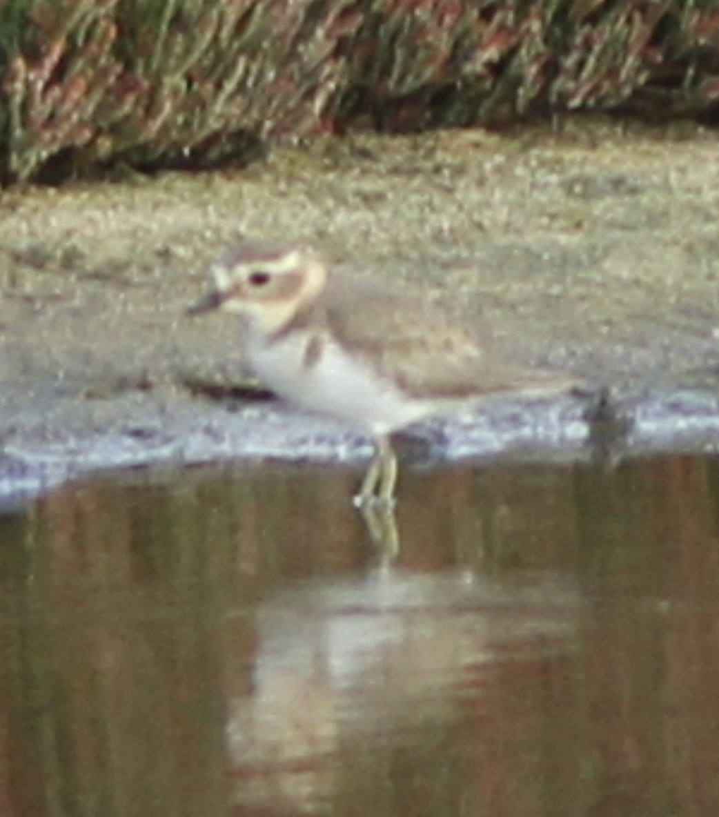 Double-banded Plover - Ruth Reef