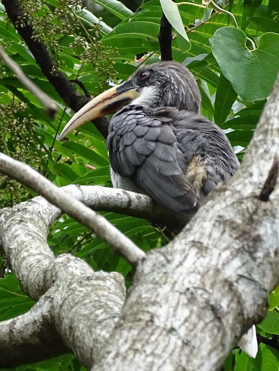 Sri Lanka Gray Hornbill - ML617914059