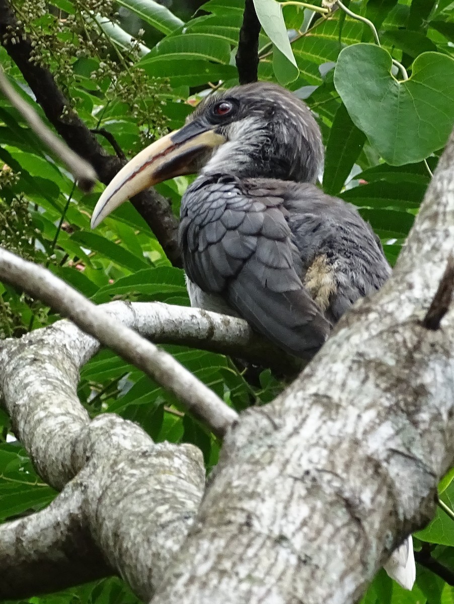 Sri Lanka Gray Hornbill - ML617914060
