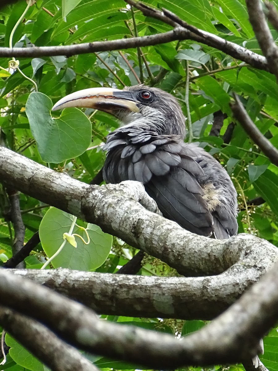 Sri Lanka Gray Hornbill - ML617914061
