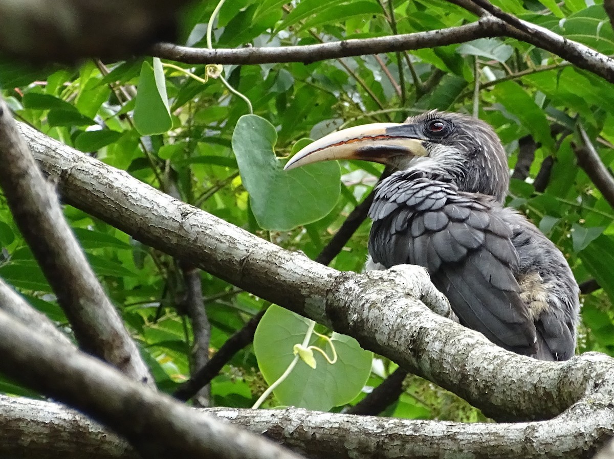 Sri Lanka Gray Hornbill - ML617914062
