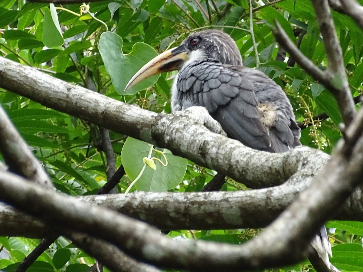 Sri Lanka Gray Hornbill - ML617914063