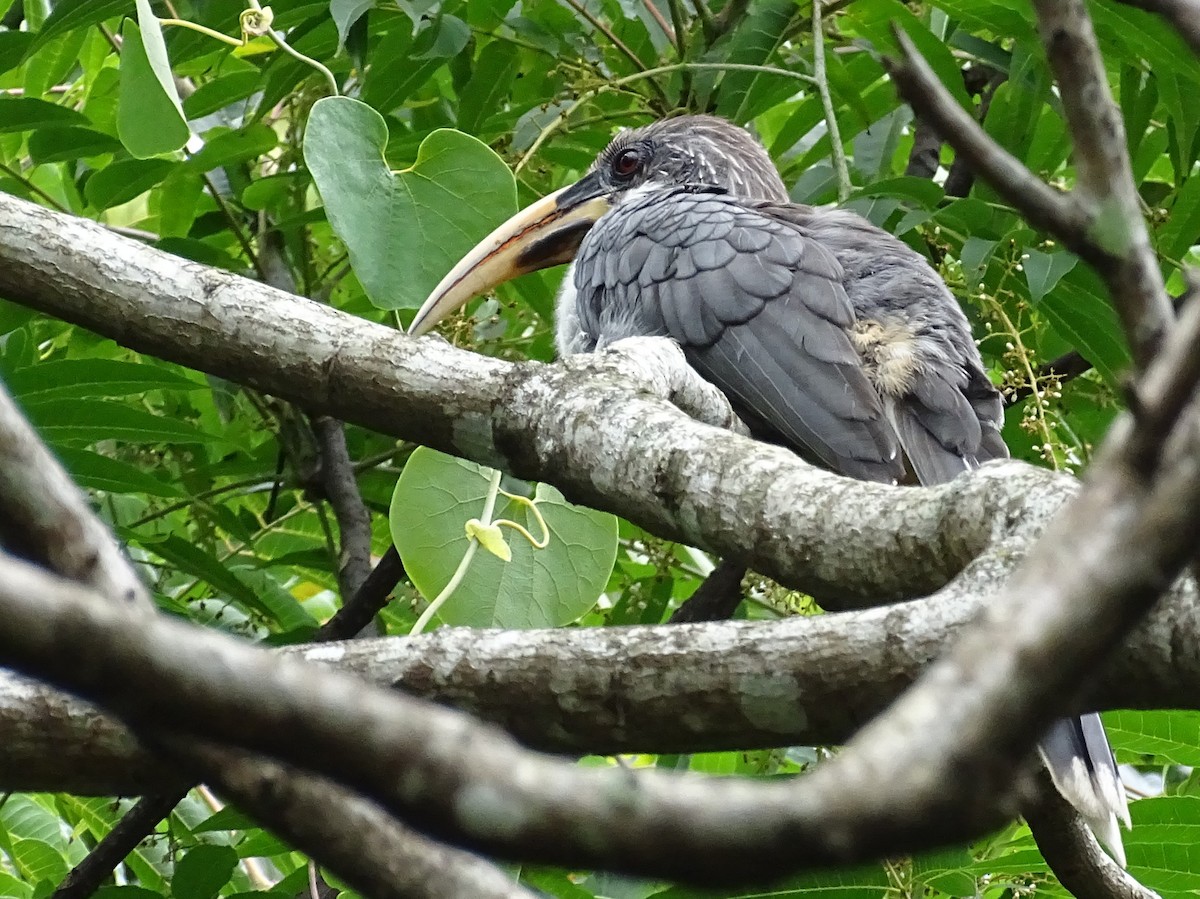 Sri Lanka Gray Hornbill - ML617914064