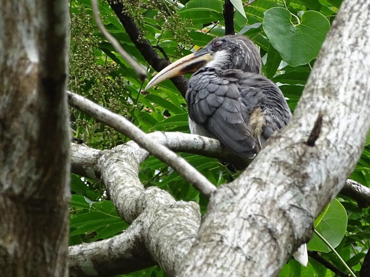 Sri Lanka Gray Hornbill - ML617914065