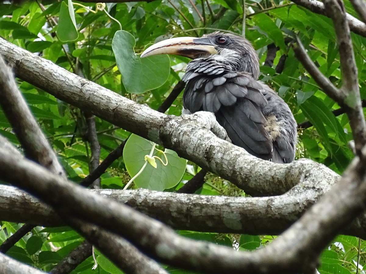Sri Lanka Gray Hornbill - ML617914066