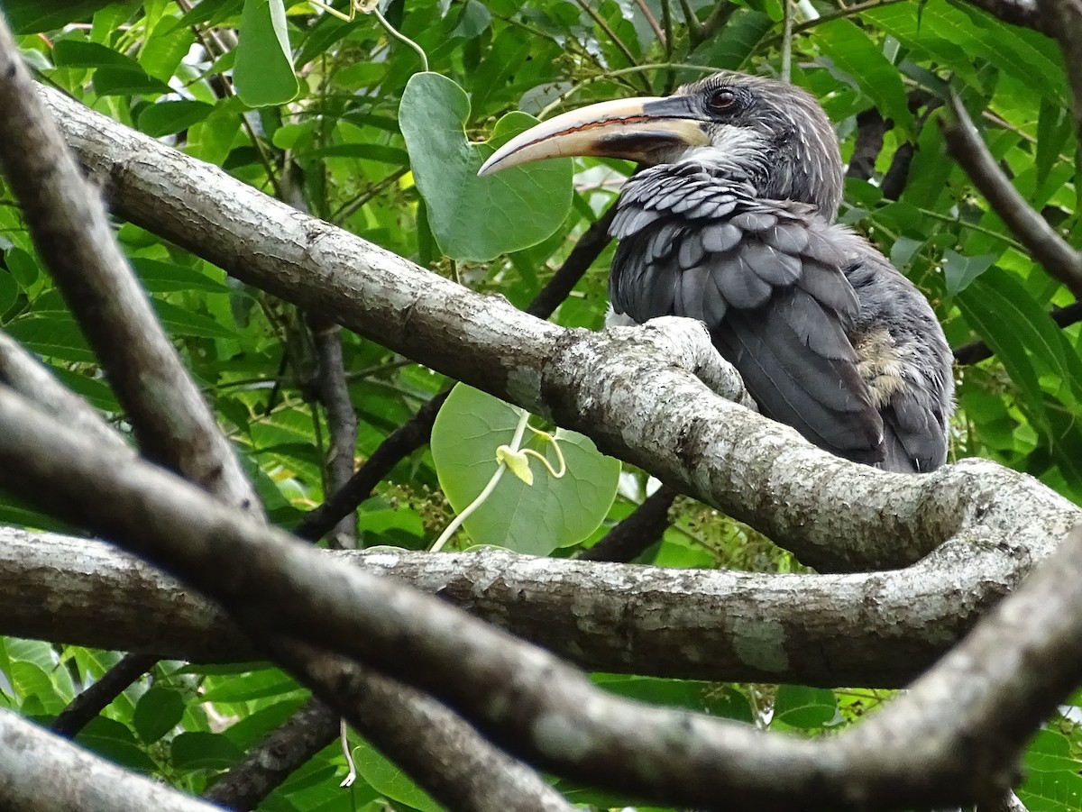 Sri Lanka Gray Hornbill - ML617914067