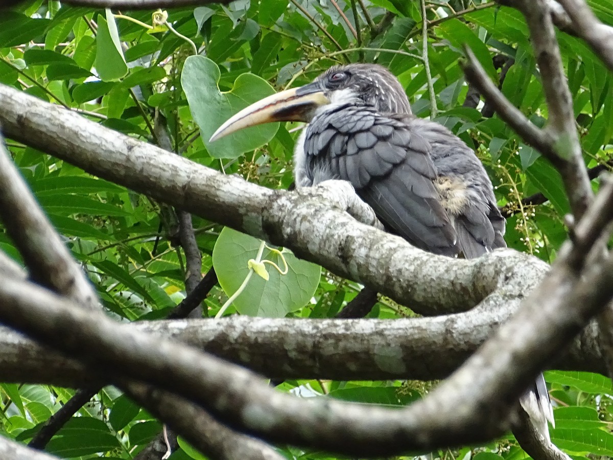 Sri Lanka Gray Hornbill - ML617914068
