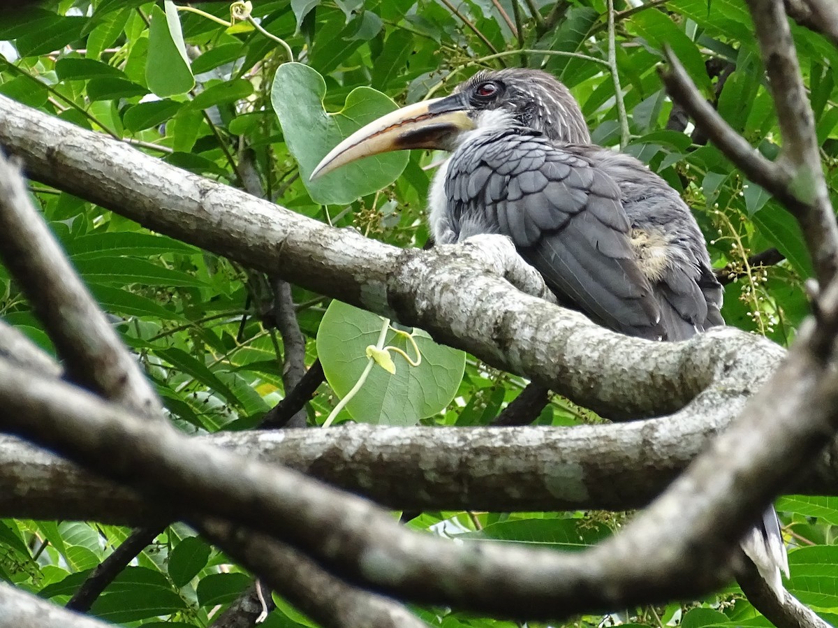 Sri Lanka Gray Hornbill - ML617914069