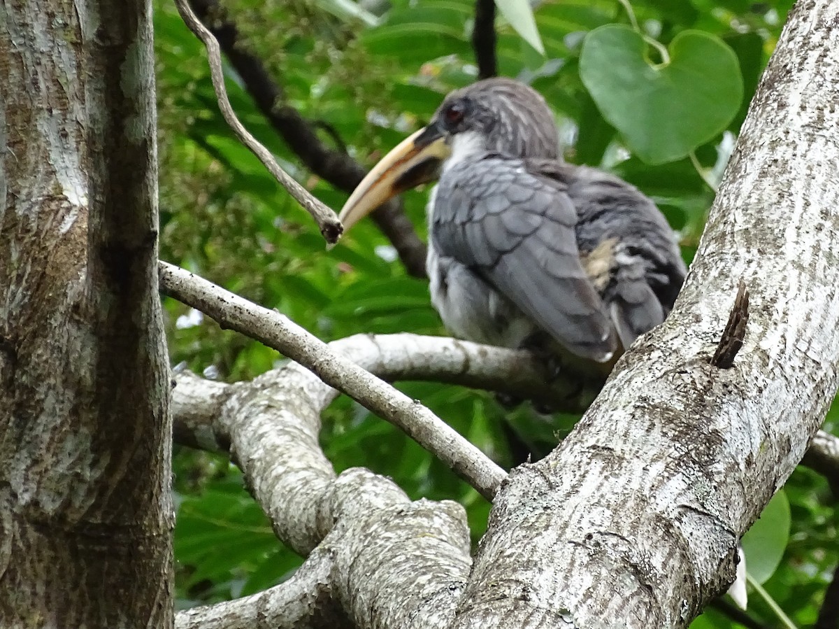 Sri Lanka Gray Hornbill - ML617914070