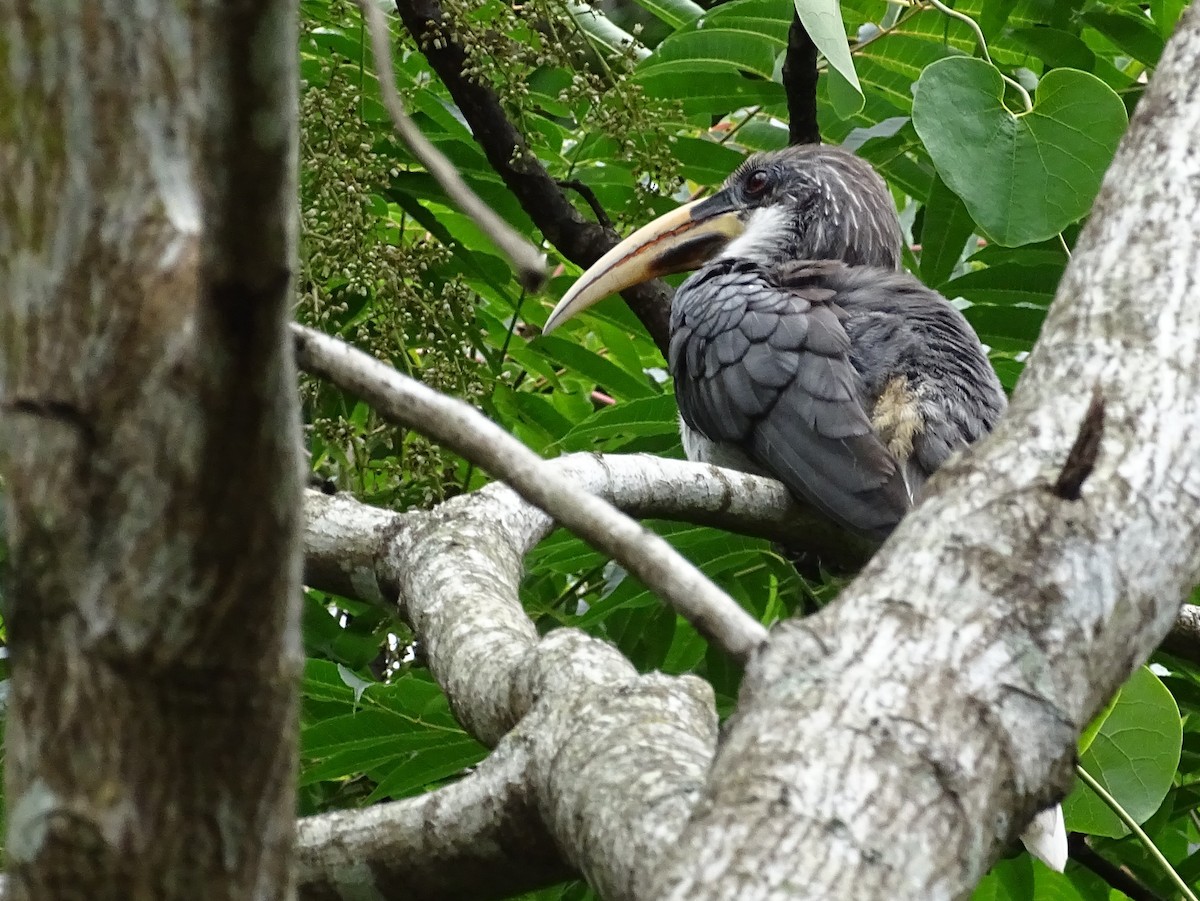 Sri Lanka Gray Hornbill - ML617914071
