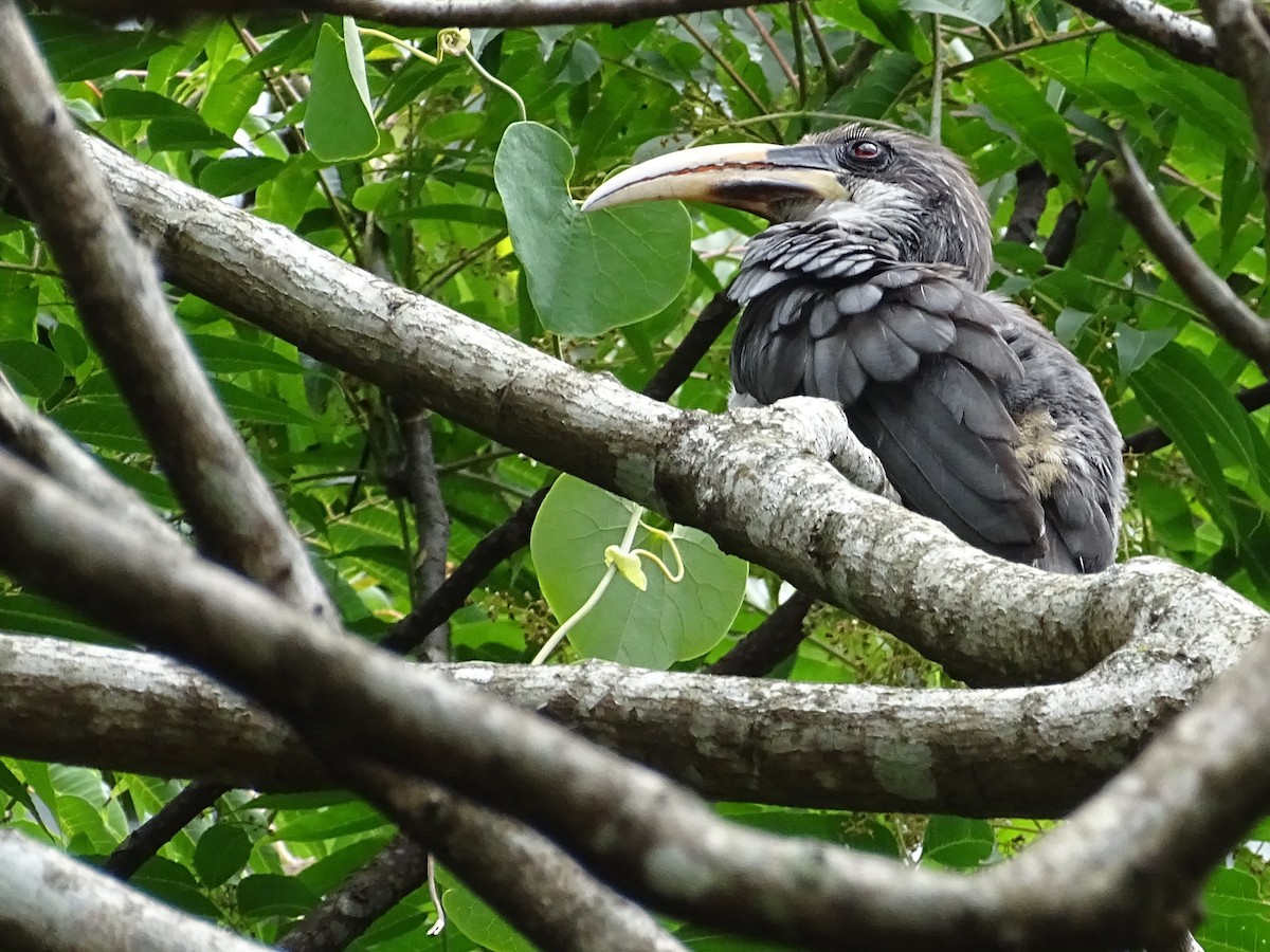 Sri Lanka Gray Hornbill - ML617914072
