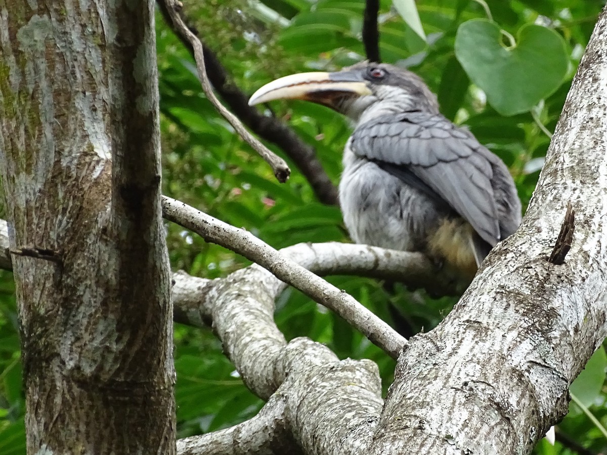 Sri Lanka Gray Hornbill - ML617914073