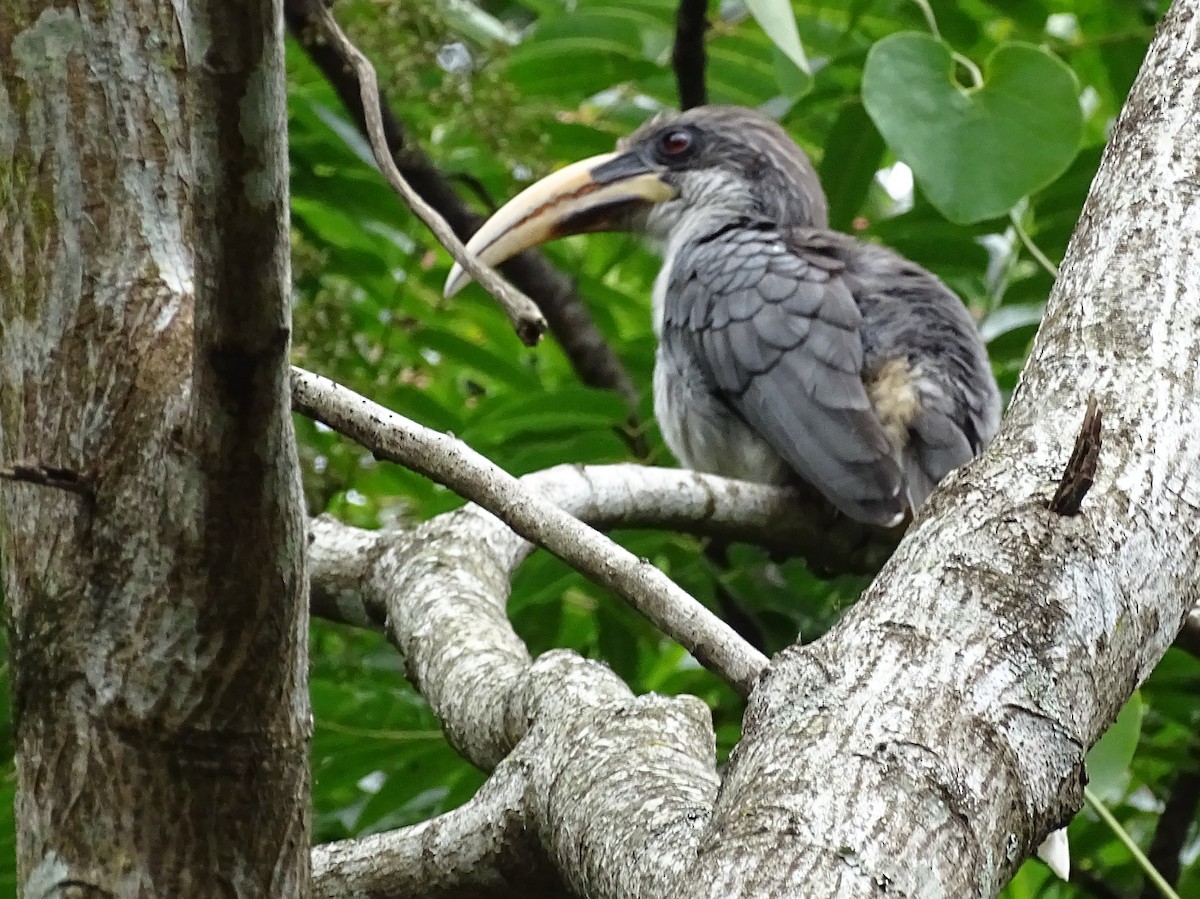 Sri Lanka Gray Hornbill - ML617914074