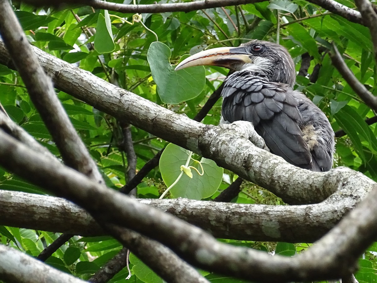 Sri Lanka Gray Hornbill - ML617914075