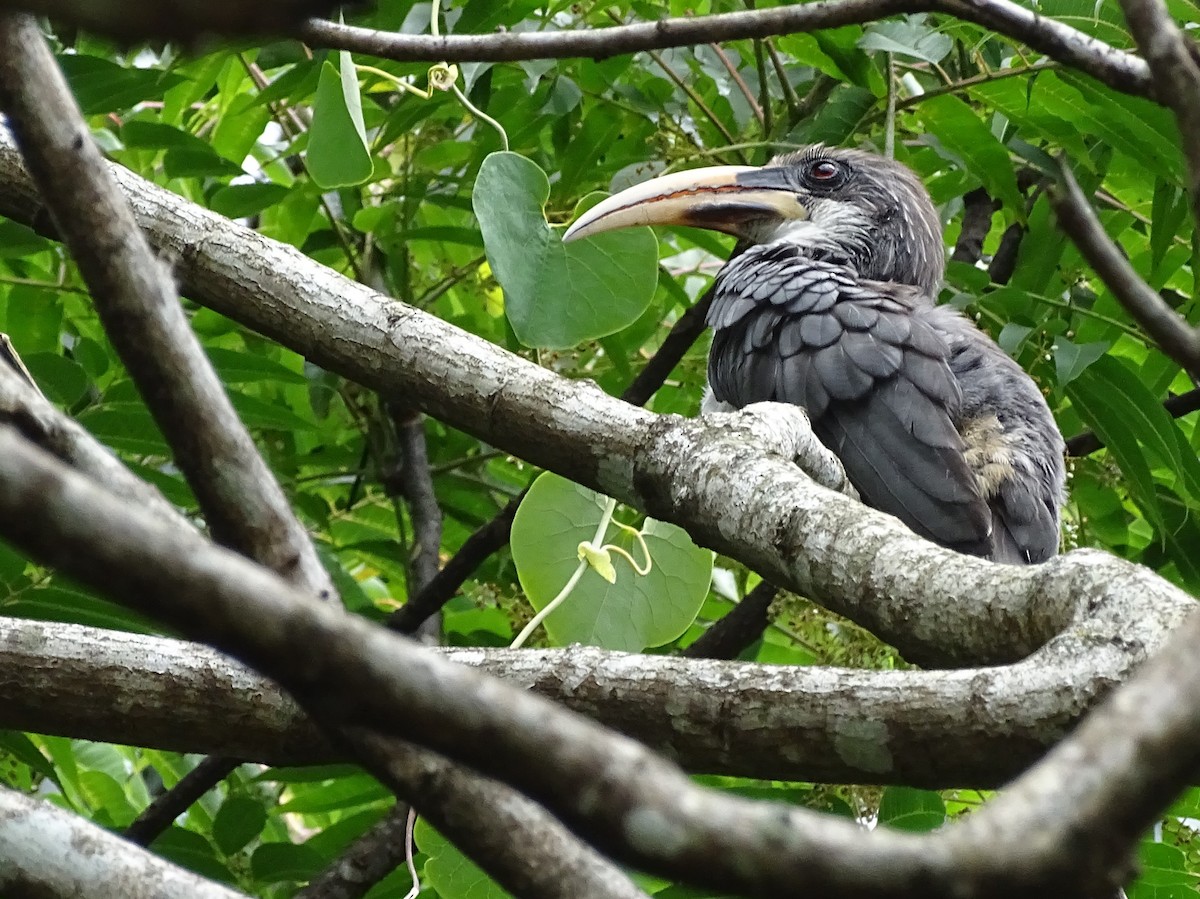 Sri Lanka Gray Hornbill - ML617914076