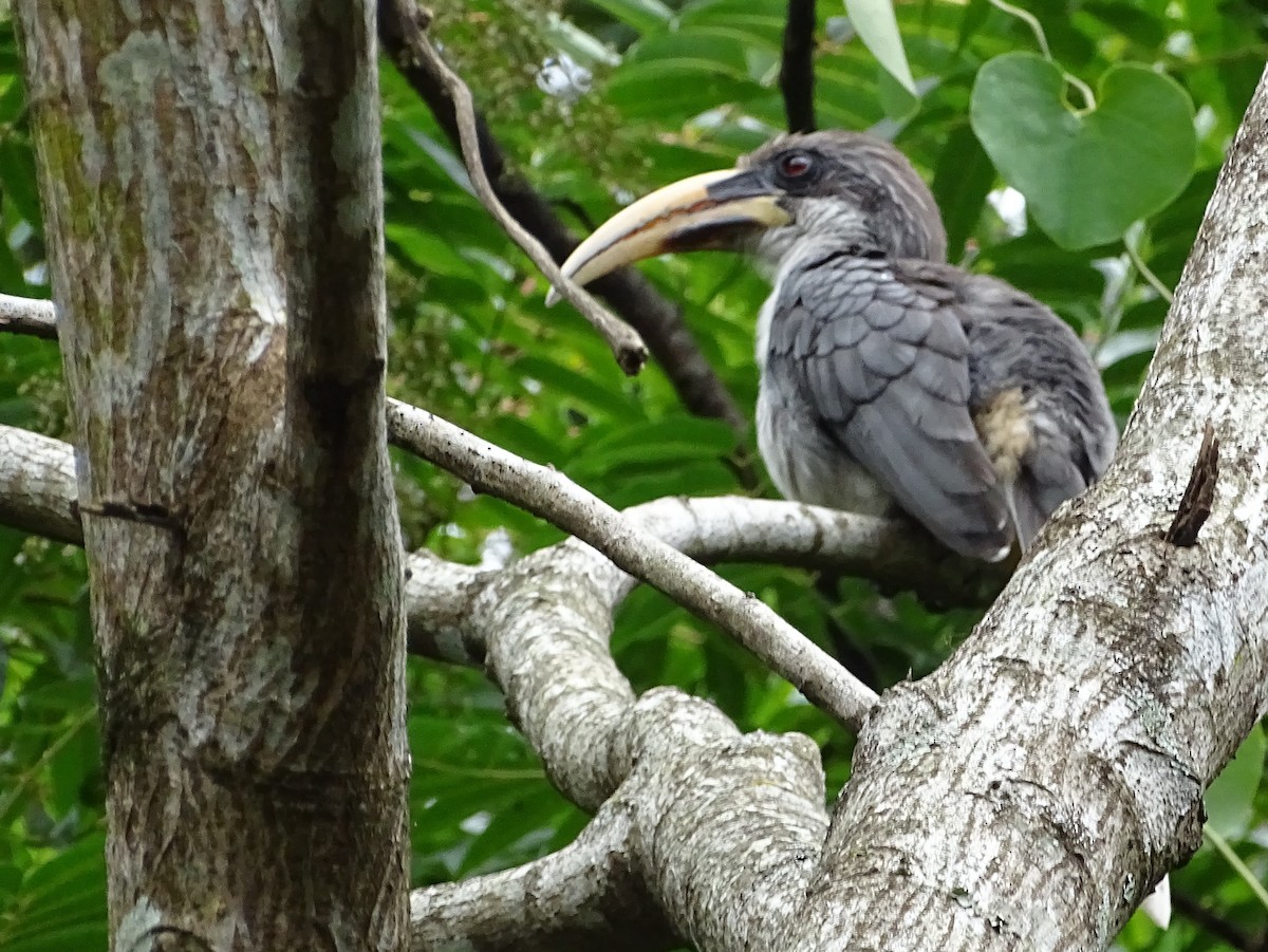 Sri Lanka Gray Hornbill - ML617914077
