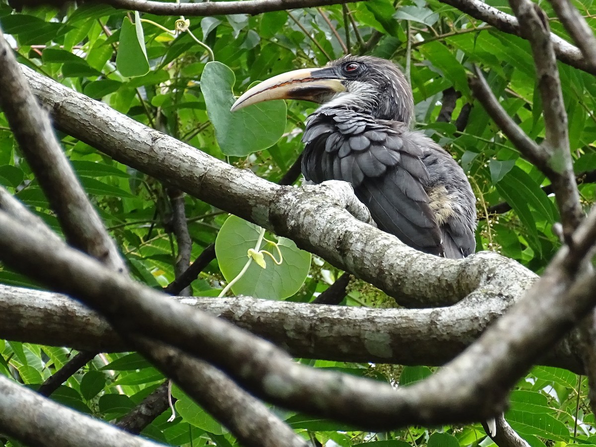 Sri Lanka Gray Hornbill - ML617914078