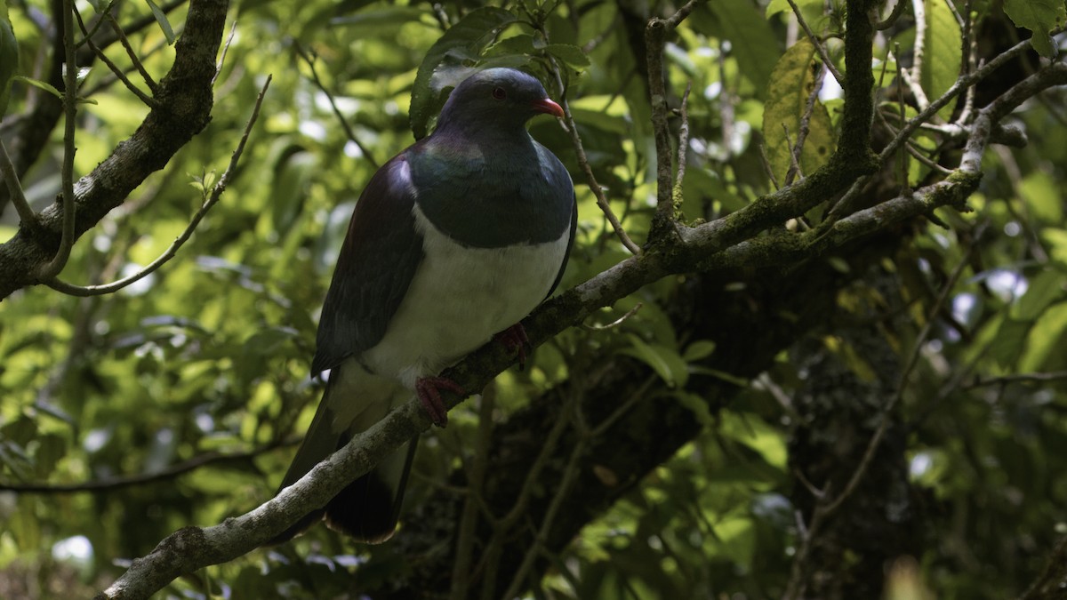 New Zealand Pigeon (New Zealand) - Markus Craig