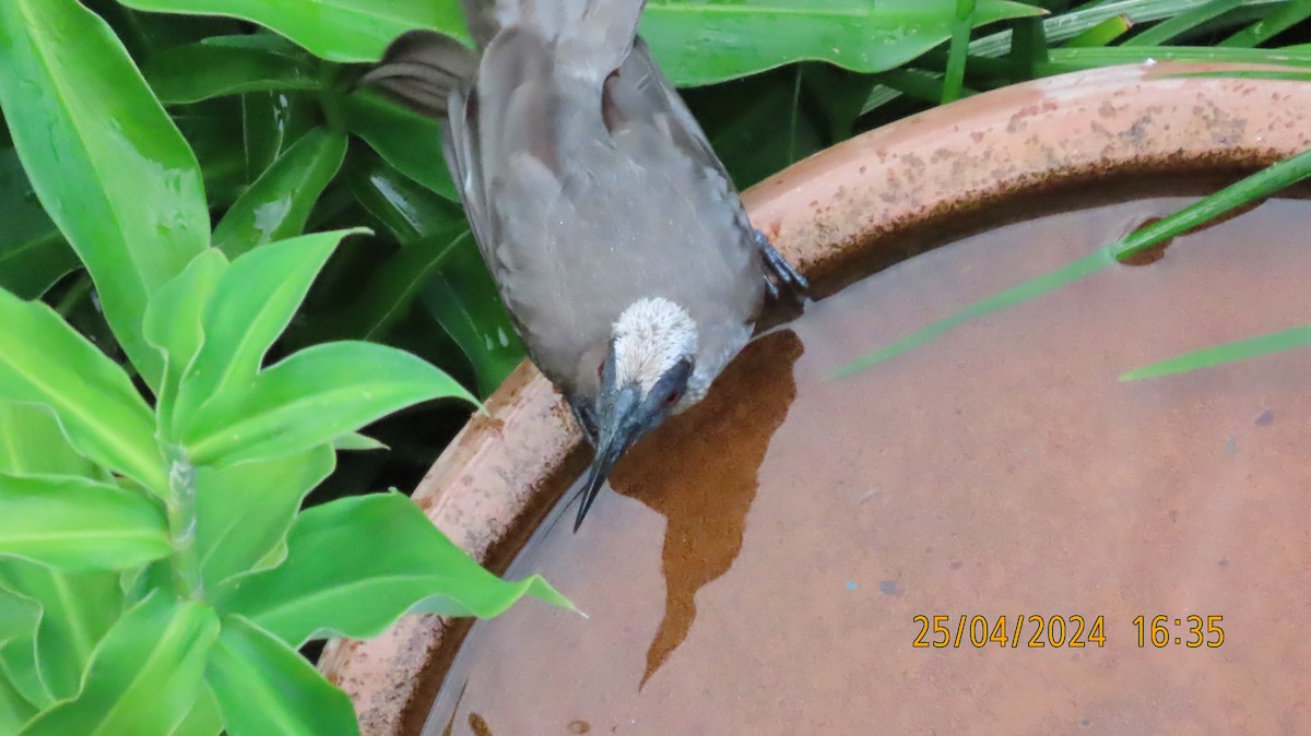 Helmeted Friarbird (Hornbill) - ML617914099