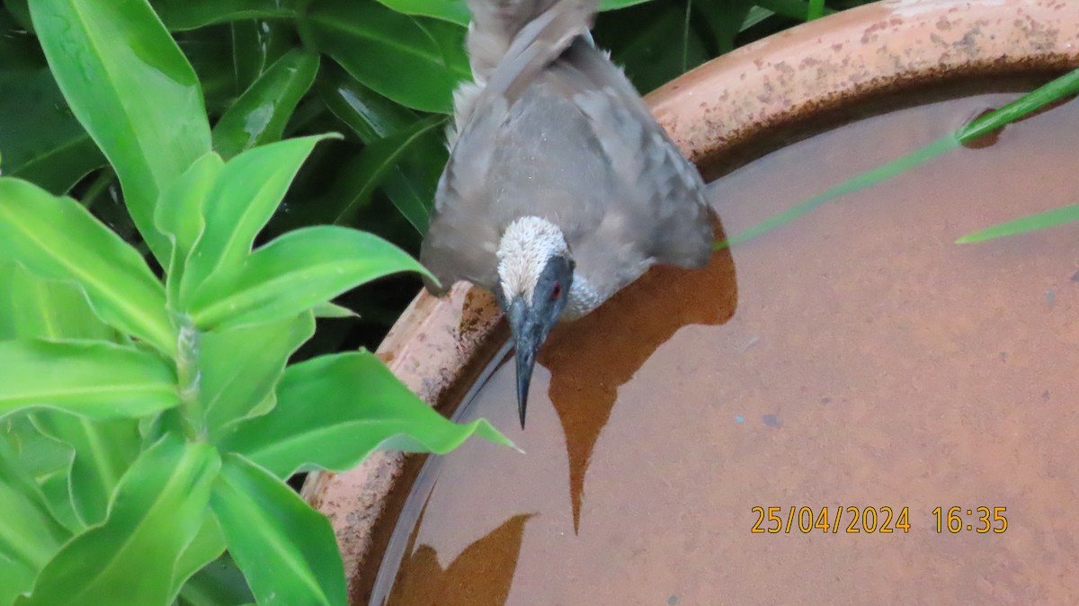 Helmeted Friarbird (Hornbill) - ML617914102