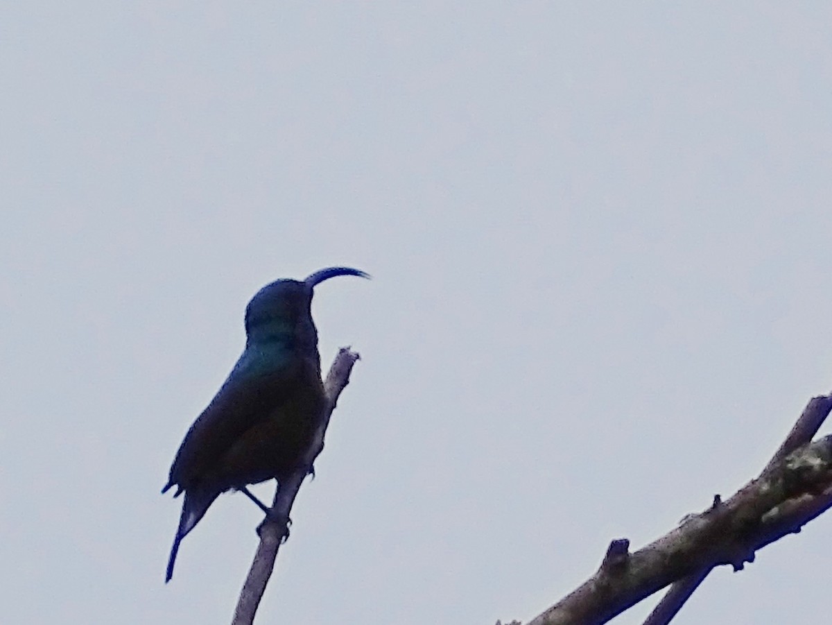 Loten's Sunbird - Sri Srikumar