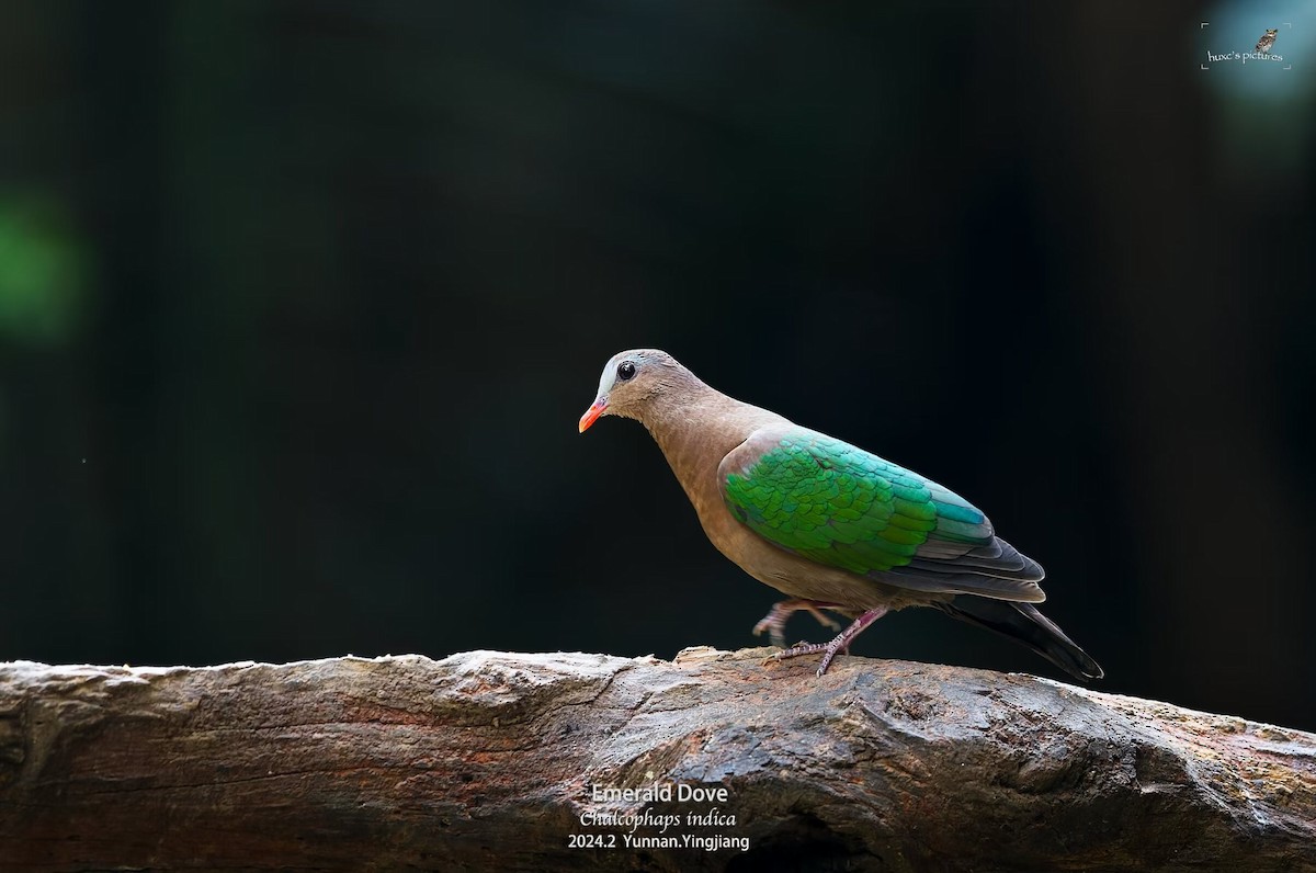 Asian Emerald Dove - xiaochen HU
