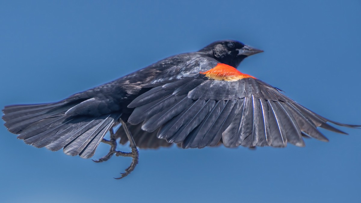 Red-winged Blackbird (Red-winged) - chef Ito