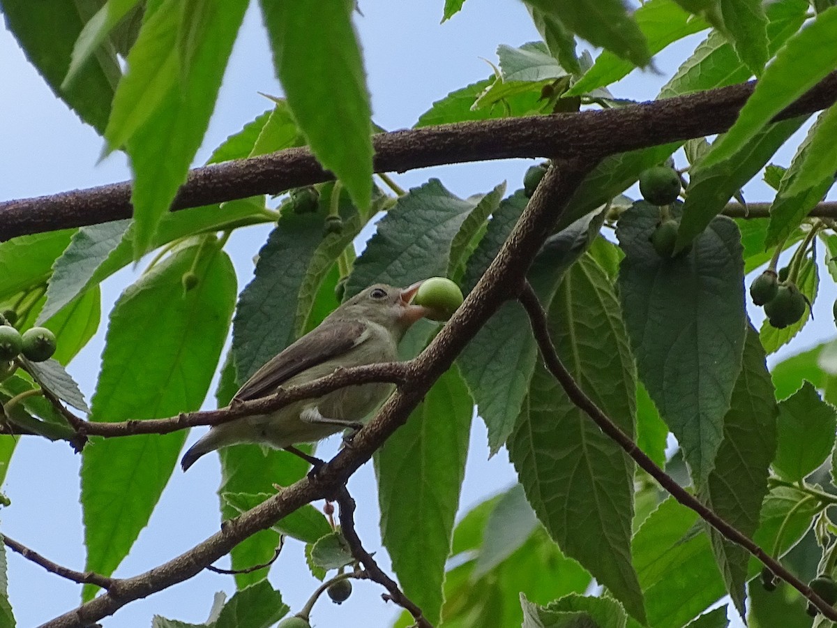 Pale-billed Flowerpecker - Sri Srikumar